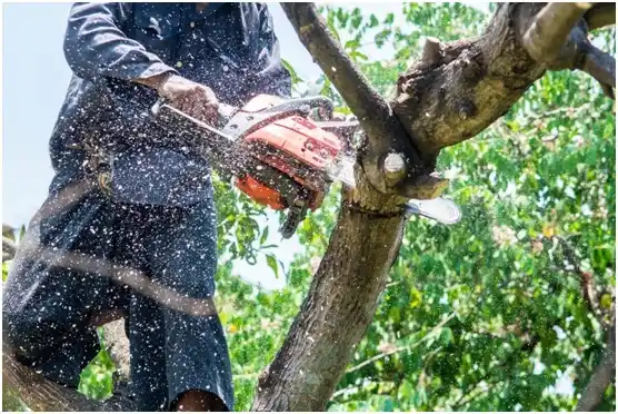 tree services Caldwell